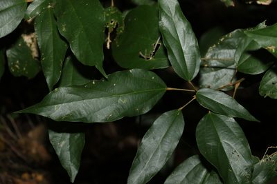 Mallotus philippensis, photographed by Greg Tasney