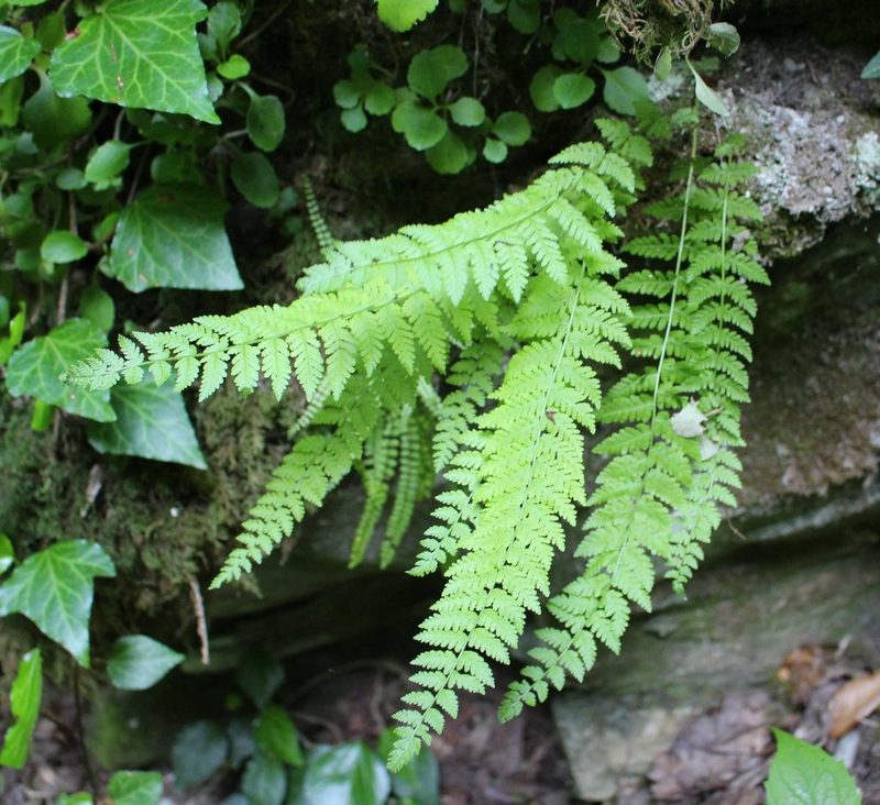 Woodsia fragilis, photographed by Юрий Данилевский (Yuriy Danilevsky)
