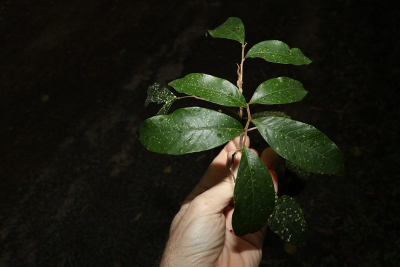 Alectryon connatus, photographed by Greg Tasney