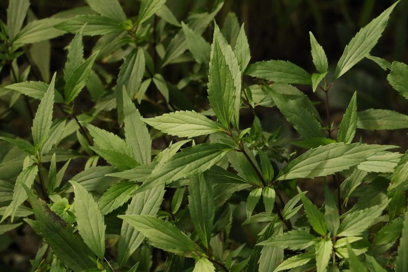 Ageratina riparia, photographed by Greg Tasney