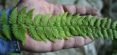 Woodsia fragilis, photographed by Юрий Данилевский (Yuriy Danilevsky)