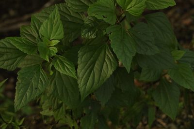Ageratina adenophora