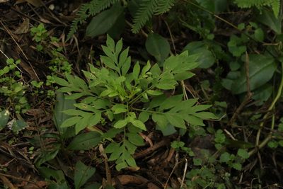 Solanum seaforthianum, photographed by Greg Tasney