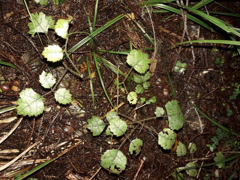 Rubus australis, photographed by naturewatchwidow