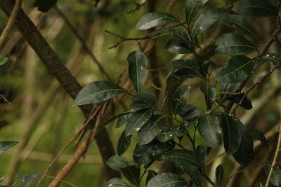 Trophis scandens, photographed by Greg Tasney