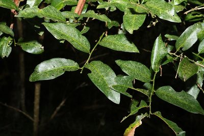 Capparis arborea, photographed by Greg Tasney