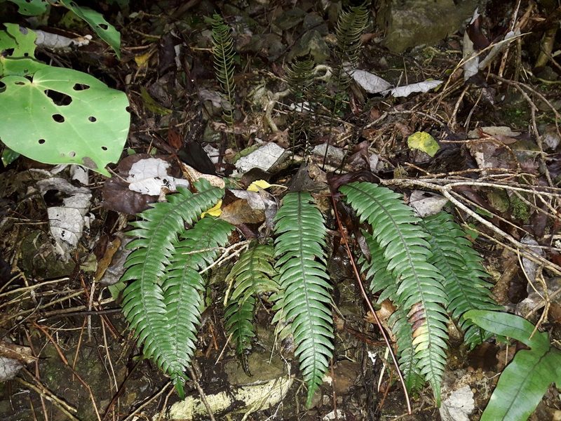 Austroblechnum lanceolatum, photographed by naturewatchwidow