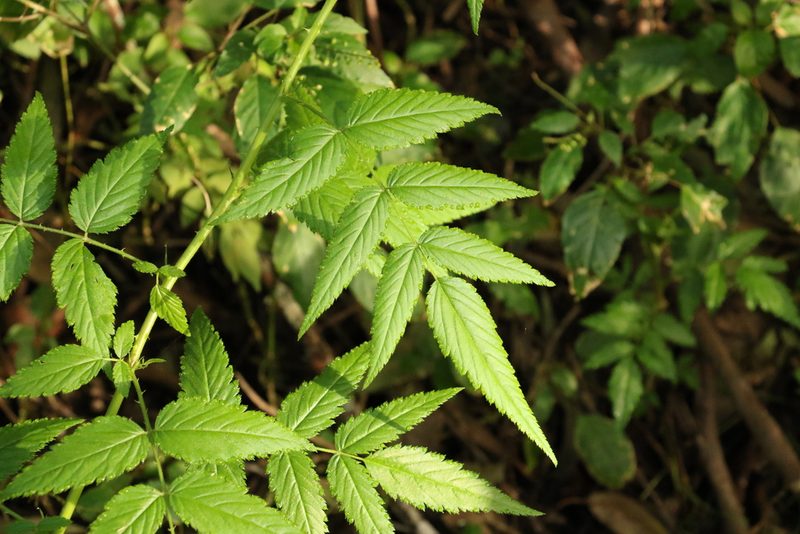 Rubus rosifolius, photographed by Greg Tasney