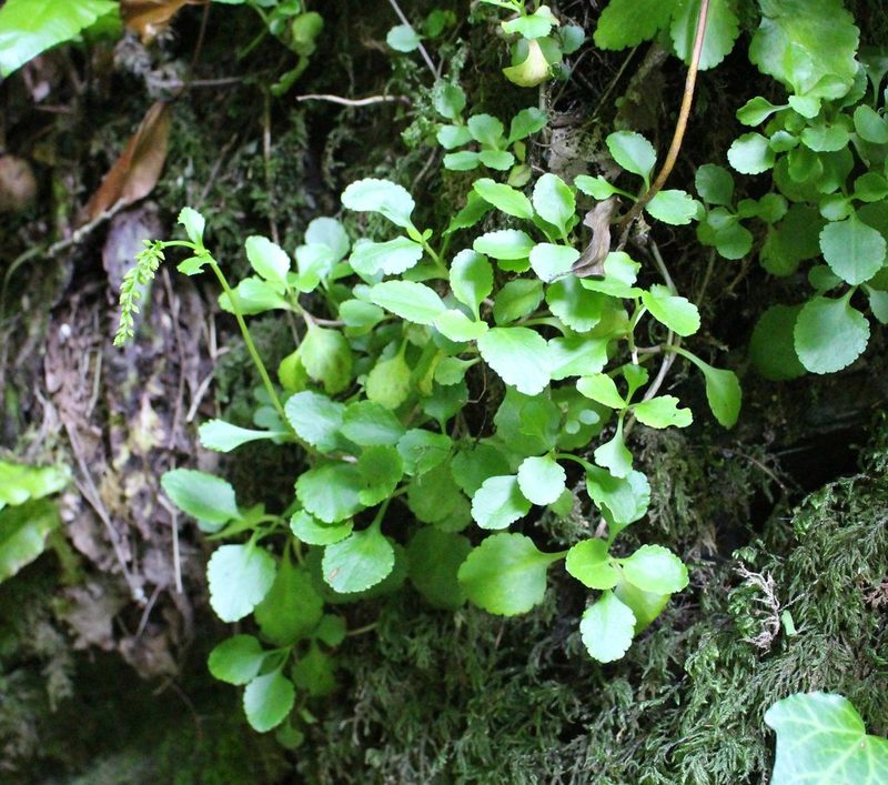 Chiastophyllum oppositifolium, photographed by Юрий Данилевский (Yuriy Danilevsky)