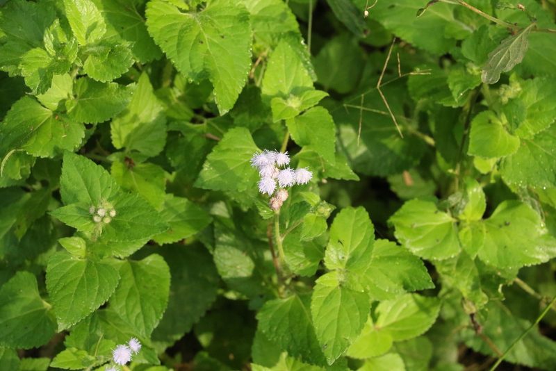 Ageratum houstonianum, photographed by Greg Tasney