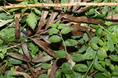 Lobelia purpurascens, photographed by Greg Tasney