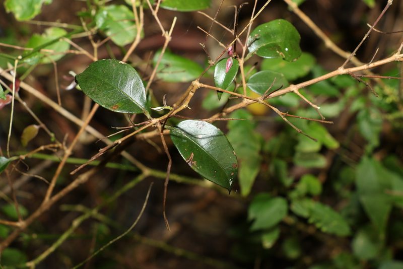 Decaspermum humile, photographed by Greg Tasney
