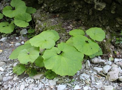 Petasites albus, photographed by Юрий Данилевский (Yuriy Danilevsky)