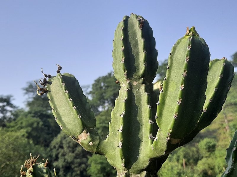 Euphorbia royleana, photographed by Abhinav Thakur