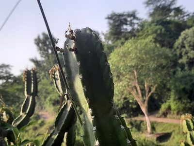 Euphorbia royleana, photographed by Abhinav Thakur