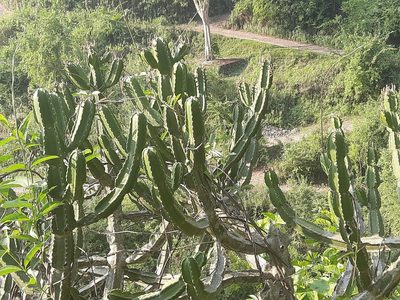 Euphorbia royleana, photographed by Abhinav Thakur
