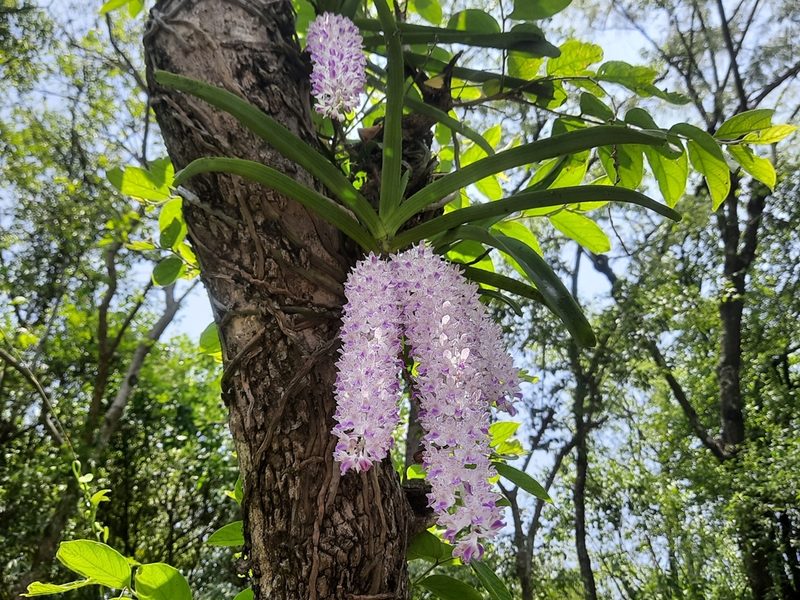 Rhynchostylis retusa, photographed by Abhinav Thakur