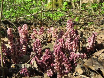 Lathraea squamaria, photographed by art_leostrin