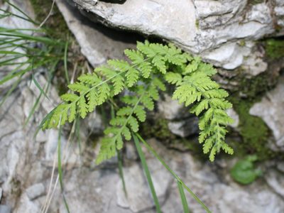 Woodsia fragilis, photographed by Юрий Данилевский (Yuriy Danilevsky)