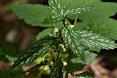 Lamium galeobdolon, photographed by E. A.