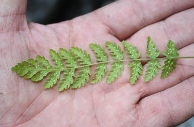 Woodsia fragilis, photographed by Юрий Данилевский (Yuriy Danilevsky)