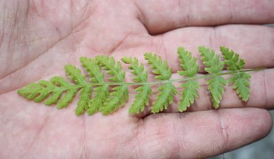 Woodsia fragilis, photographed by Юрий Данилевский (Yuriy Danilevsky)