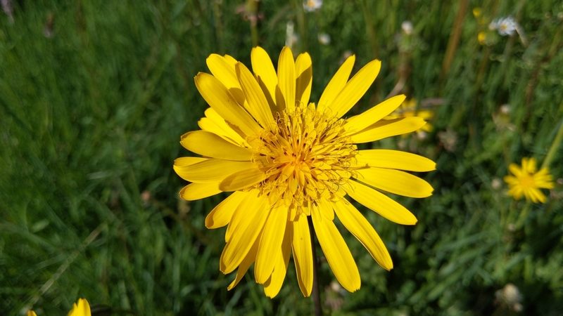 Tragopogon orientalis, photographed by Philipp