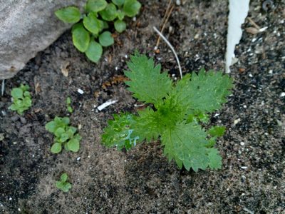 Urtica urens, photographed by Paulius Rupšas