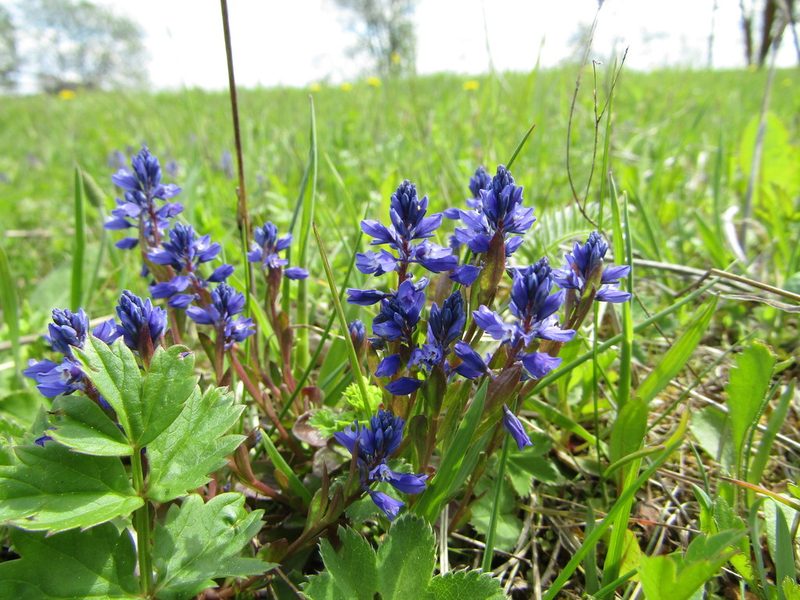 Polygala amarella, photographed by art_leostrin