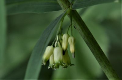 Polygonatum verticillatum, photographed by E. A.