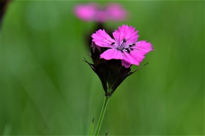 Dianthus carthusianorum, photographed by E. A.