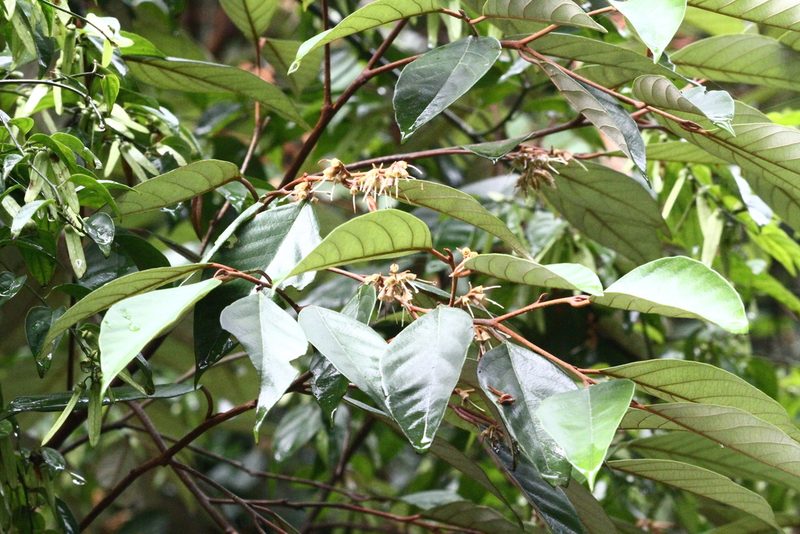 Styrax suberifolius, photographed by 胡正恆(Jackson Hu)