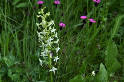 Platanthera chlorantha, photographed by E. A.