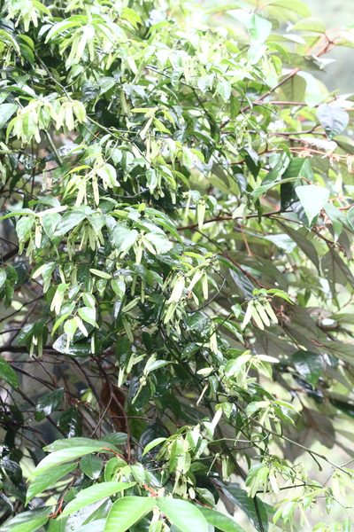 Ventilago leiocarpa, photographed by 胡正恆(Jackson Hu)