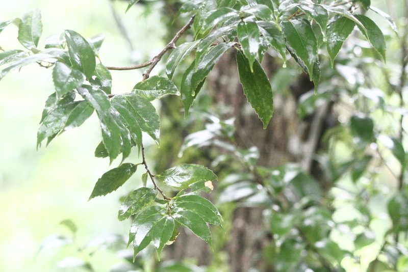 Lithocarpus uraianus, photographed by 胡正恆(Jackson Hu)