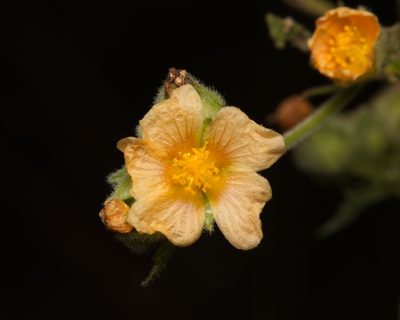 Sida cordifolia, photographed by Nigel Main