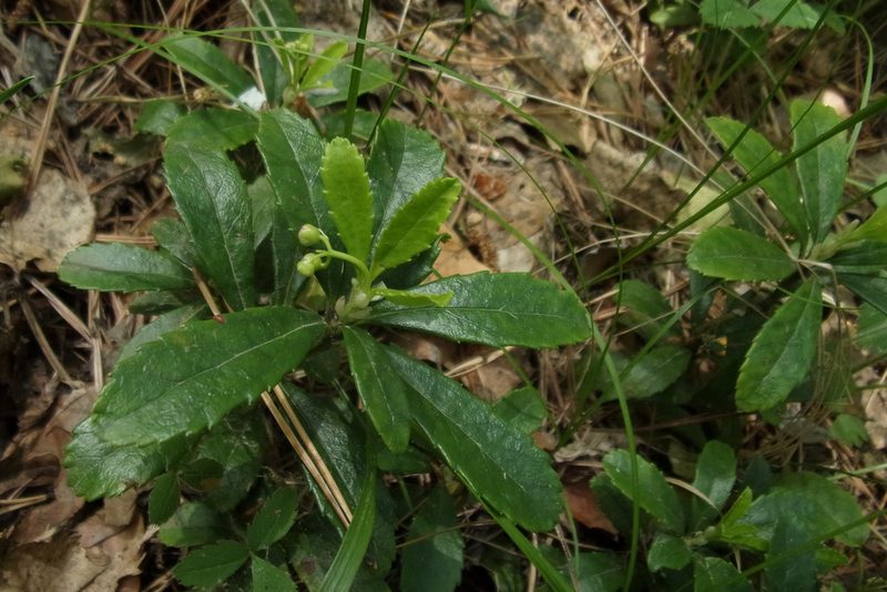 Chimaphila umbellata, photographed by Оксана Серикова