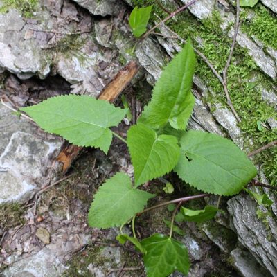 Salvia glutinosa, photographed by Юрий Данилевский (Yuriy Danilevsky)