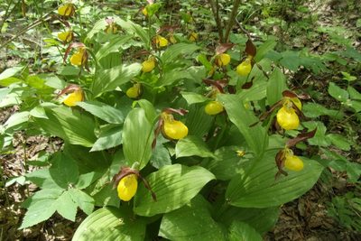 Cypripedium calceolus, photographed by Оксана Серикова