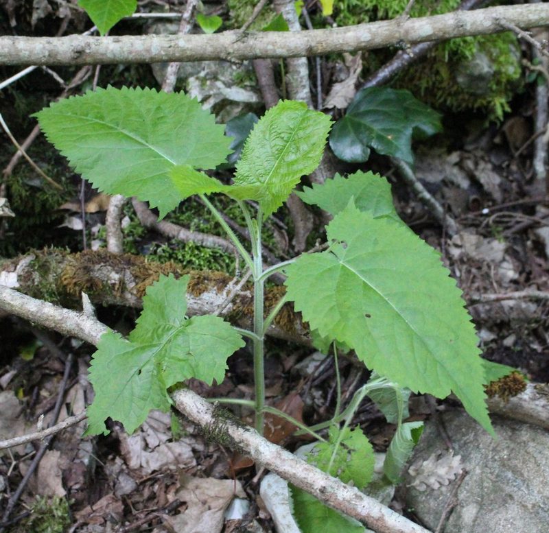 Salvia glutinosa, photographed by Юрий Данилевский (Yuriy Danilevsky)