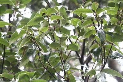 Lithocarpus uraianus, photographed by 胡正恆(Jackson Hu)