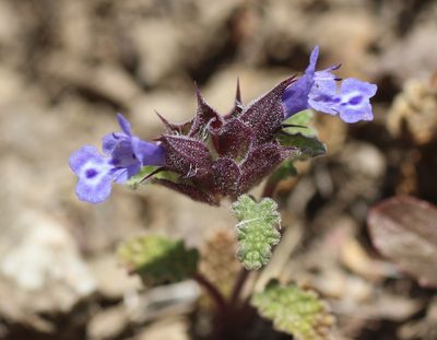 Salvia columbariae, photographed by Cricket Raspet