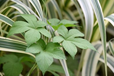 Humulus scandens, photographed by Zinogre