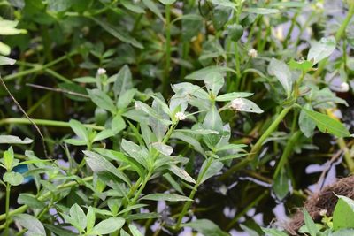 Alternanthera philoxeroides, photographed by Zinogre