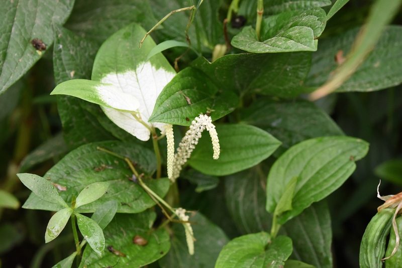 Saururus chinensis, photographed by Zinogre