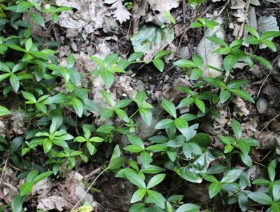 Vinca minor, photographed by Юрий Данилевский (Yuriy Danilevsky)