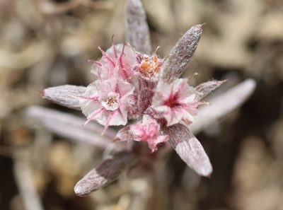 Chorizanthe membranacea
