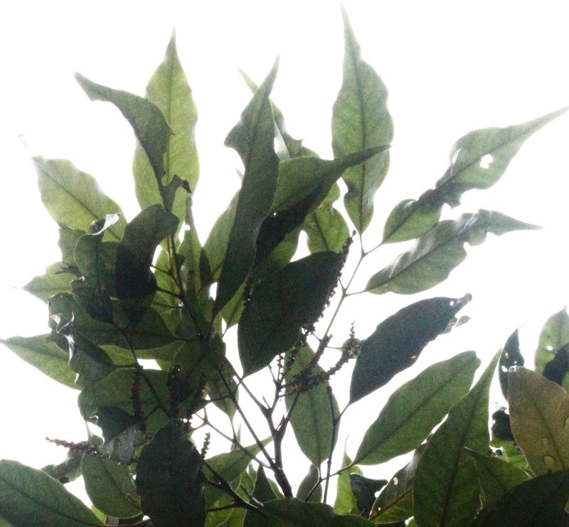 Engelhardia roxburghiana, photographed by 胡正恆(Jackson Hu)