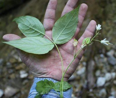 Staphylea colchica, photographed by Юрий Данилевский (Yuriy Danilevsky)