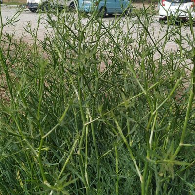 Falcaria vulgaris, photographed by Angelika Baumann